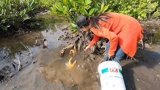 Catching Huge Mud Crabs at Swamp after Water Low Tide | Fishing Video