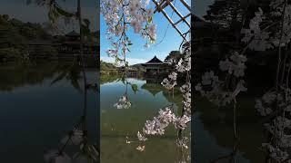 Cherry Blossom #shorts #travel #adventure #short