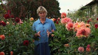 Dahlias | Why Sarah Loves Them