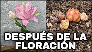 Que Hacer DESPUES De La FLORACIÓN De AZUCENAS O LILIUM (Lirios)