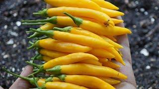 Grow Chilly Peppers In 3 - 5 Hours Sun in  Containers or Grow bags | Aji Amarillo (Sunshine Chilly)