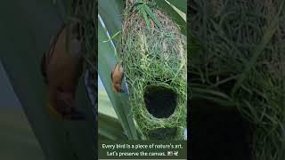 Skyline Craftsman ️ ️ #nature #birdnest #nestbuilding  #bayaweaver #natureartist