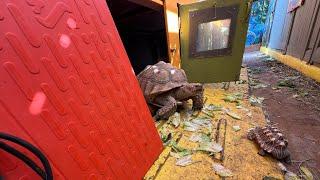 How to use & install heat mats to keep your tortoises toasty warm & get a 10% discount too! 