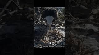 Bald Eagle Nest Cam Captures Live Hatch in California