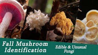 Fall Hunt for Edible Mushrooms & other Unusual Fungi