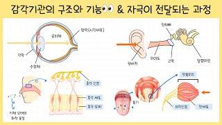 [중3_자극과 반응] 1강. 감각 기관[눈 귀 코 혀 피부]의 구조와 기능￨자극이 뇌로 전달되는 과정