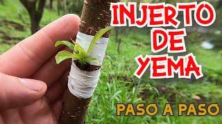 INJERTO DE YEMA EN ÁRBOLES FRUTALES/ INJERTO EN T /TUTORIAL PASO A PASO FÁCIL & PRÁCTICO