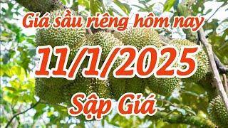 giá sầu riêng hôm nay 11/1/2025 sầu riêng bị ảnh hưởng nặng từ dịch bệnh trung quốc