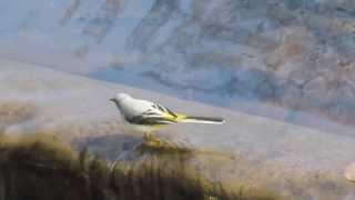 Grey Wagtail (Motacilla cinerea) female in Hebden Bridge