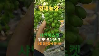 6월 샤인머스켓