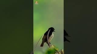 The King of Saxony Bird of Paradise