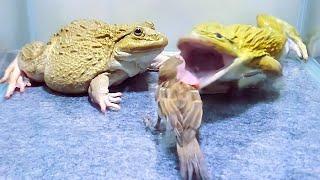 Asian Bullfrog Eats Bird! Asian Bullfrog Live Feeding