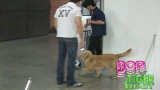 Joe Jonas and Elvis the dog!