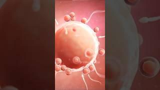 How in-vitro fertilization (IVF) works