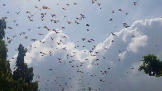 Thousands of Bats Flying During Daytime || ViralHog