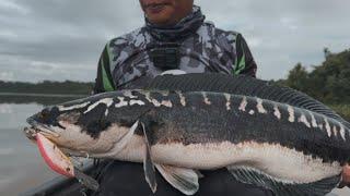 Cranking for Giant Snakehead with the Papuan Bass Diver 90F