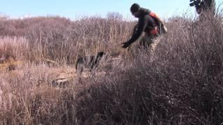 Texas Quail Hunting