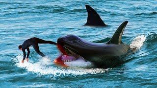 The Gruesome Orca Attack On Trainer Alexis Martinez