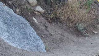 Huge Rattlesnake Knocks Over Rock. Scares Utah Hiker