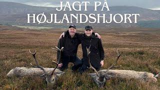 Jagt efter den skotske højlandshjort - Hunting stags in the Scottish highlands