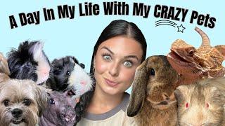 A Day In My Life With My CRAZY Pets (chaos)