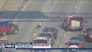 Wayward turkey hits I-94 rush hour | FOX6 News Milwaukee