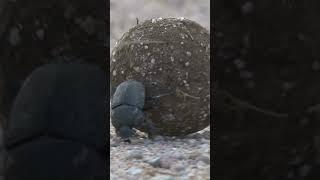 Dung beetles at work