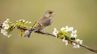 Relaxing Music Warms The Heart With Birdsong - Relax The Spirit, Relieve Stress After A Working Day