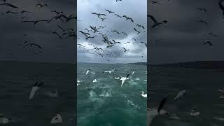 #chill #lofi#lyrics #настроение#фотоивидео#travel#лето#чайка#море#краснодар#nature#фотограф#wildlife