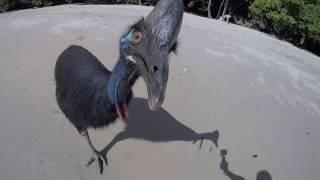 Wild Cassowary Chases Girl on the Beach