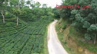 Sreemangal Tea Garden- Moulvibazar District- Sylhet Division, Bangladesh.