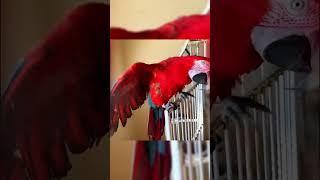 funny parrot can't stop watching them  #funnybirbs #birdlover #funnyanimals #myfunnybirdie