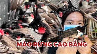 Độc lạ shop chào mào cao bằng / Mào rừng cao bằng vip đẹp nhiều mã mới được lên sóng | chào mào vip