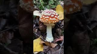 Alaskan Mushroom ASMR: Tapping and Crunching