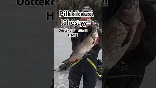 Pilkkikausi lähestyy!! #icefishing #pilkintä #pilkkiminen #siika #whitefish