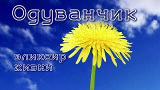 ОДУВАНЧИК - ЭЛИКСИР ЖИЗНИ!