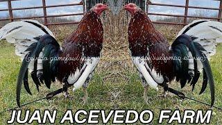 Black Spangled Hatch Juan Acevedo Farm Kentucky | Beautiful Black Birds Farm Visit