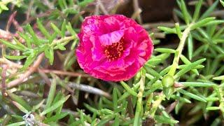 My garden updates ( packing videos) || Nila Rangoli and madithottam