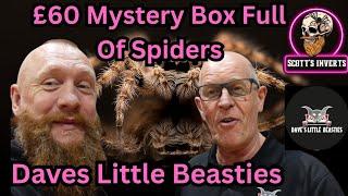 DAVES LITTLE BEASTIES // £60 TARANTULA MYSTERY BOX