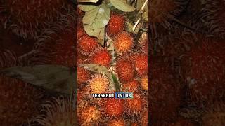 Rambutan adalah sumber penyakit?#FaktaKesehatan #BahayaRambutan #MakananSehat #TipsHidupSehat