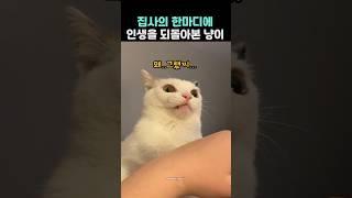 A cat who looked back on his life after hearing a word from the butler