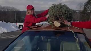 How to tie a Christmas tree to your car