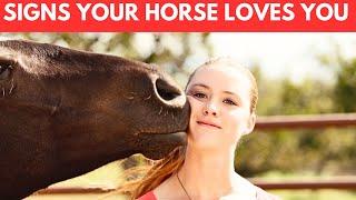 8 Secret Signs Your Horse Loves You But You Don't know