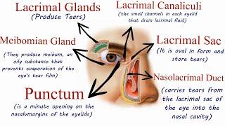 Lacrimal Apparatus or Lacrimal System - Optometry Club