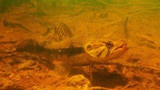 Big wolf fish and pike cichlids hunting