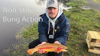 Winter Trout Fishing - Rainbow, Blue & Golden Trout [Fly Fishing Scotland]