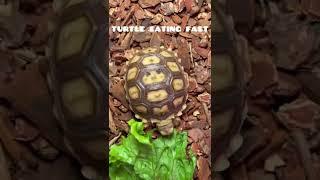 Turtles eating very fast