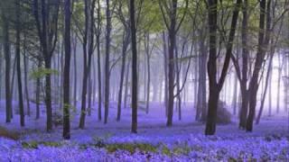 Bluebell Polka / The Northern Lights of old Aberdeen