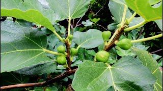 How the Fig Trees Faired this Winter