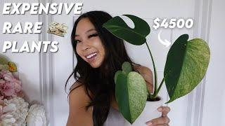 My $20K Rare Plants Collection… | Bedroom Greenhouse Cabinet